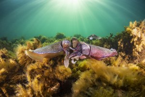Rowan Dear &ndash; Australasia&rsquo;s Top Emerging Photographers 2023 &ndash; Featured entry