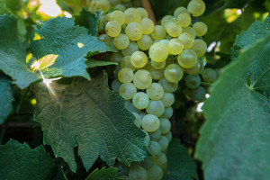 Riverland Wine revises industry blueprint plan