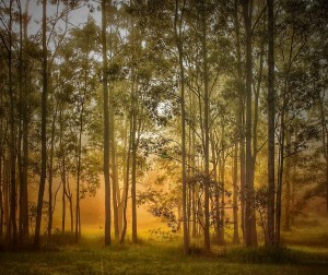 For the love of trees: photographers capture  forest magic