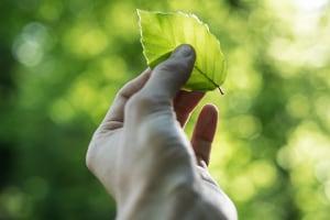Post-pandemic recovery to be green: SAI report
