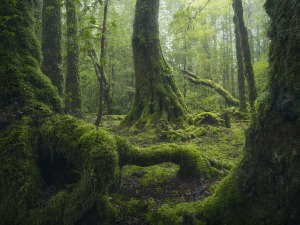 Tree therapy: How to photograph rainforests (Part one)