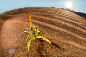 Photo Tip of the Week: How To Shoot Stunning Backlit Photos
