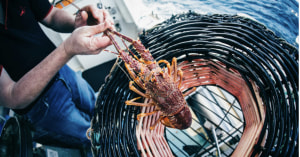 Air freight deal opens up seafood exports to Asia