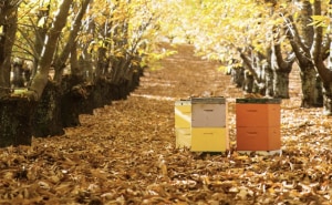 Coles Nurture Fund grants $3m in latest round