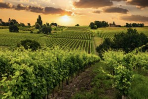 Wine Australia: Exports up, but questions sustainability