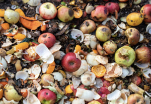 NGOs press COP31 to cut food waste