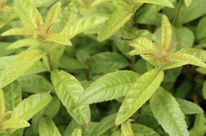 Study: Lemon verbena shown to improve sleep quality