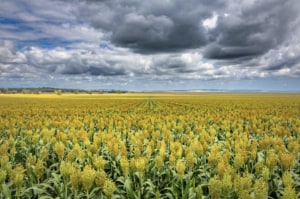 Underutilised crops &ndash; the key to food security