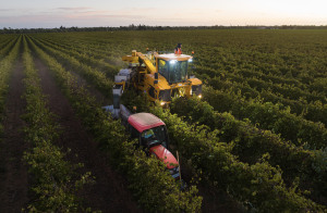 Duxton Vineyards reports on pleasing 2024 vintage