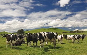 NZ provisional rego for Rumin8&rsquo;s methane reducing additive