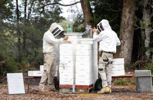 Keeping the bees warm for winter
