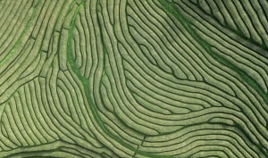 Deloitte collates climate-smart practices in farming