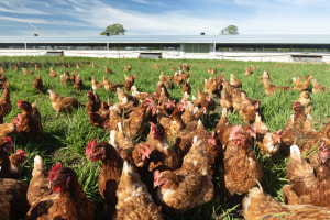 Report shows increase in public trust towards egg industry