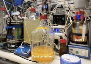 Researchers create sustainable alt-protein
