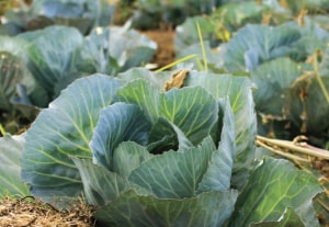 State of industry has veggie growers walking away