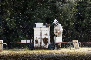 Bee hive maintenance 101