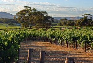 Applications open for grape and wine sector's Future Leaders