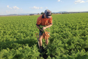 Hort Innovation launches R&D program