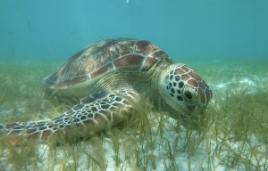 Coca-Cola contributes $800k to Great Barrier Reef restoration