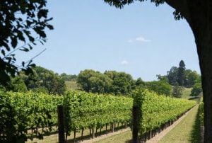 NZ wine industry commits to sustainability 