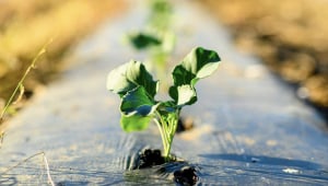 Veggie industry challenges continue to drive away growers