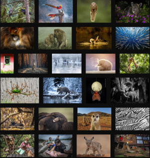 Shortlist revealed for Wildlife Photographer of the Year People&rsquo;s Choice Award 