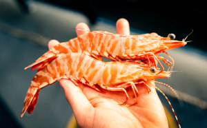 Australian prawn sustainability on the rise