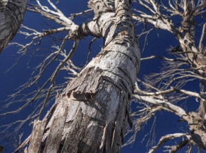Sudden death: we're losing our snow gums and other eucalypts