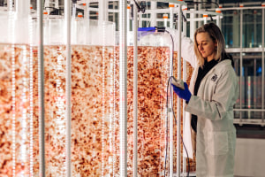 Sea Forest commercialises asparagopsis feedstock 