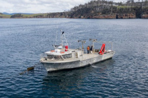 Sea Forest signs 480,000 head deal with Teys