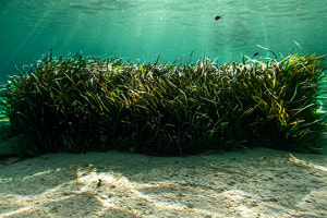 WA-Indonesia to transform seaweed into plastic