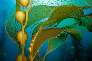 Seaweed packs showcased at World Oceans Week