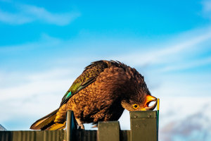 Cheeky kea steals GoPro camera