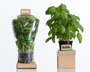 Self-watering herbs