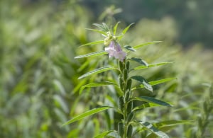 Research, innovation hub for sesame industry 