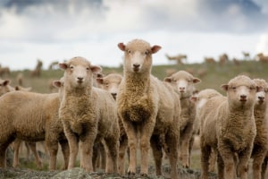 MLA shares cattle and sheep sector projections