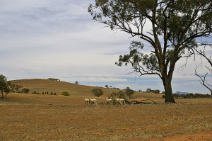 Labor formally supports live sheep ban