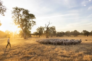 Lamb grazing pastures reducing carbon emissions