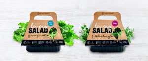 Living Salad sprouts fresh look