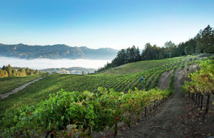Treasury Wine achieves green goals