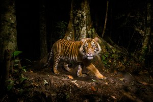 The New Big 5 initiative: shooting wildlife with cameras, not guns