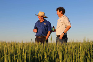 Asahi sows next barley chain connection