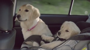 Subaru dog tested