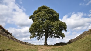 One of England's most famous trees deliberately felled