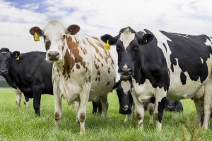 Nestl&eacute;, Synlait, and farmers partner to reduce emissions