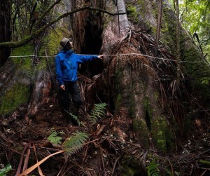 Tassie's widest tree discovered in proposed logging area