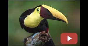 Video: Six tips for silky smooth backgrounds