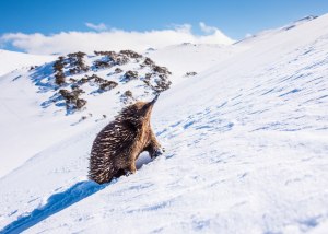 Photo tip of the week: 5 tips for epic Australian wildlife photography 