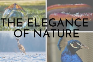May &lsquo;The Elegance of Nature&rsquo; comp: winners announced!
