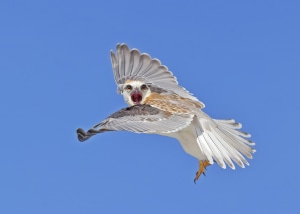 10 tips for better bird photos